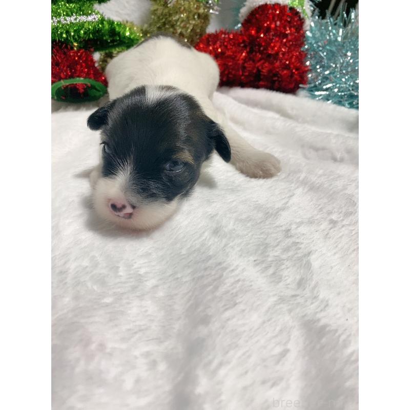 販売中の千葉県のチャイニーズクレステッドドッグ-428103の4枚目