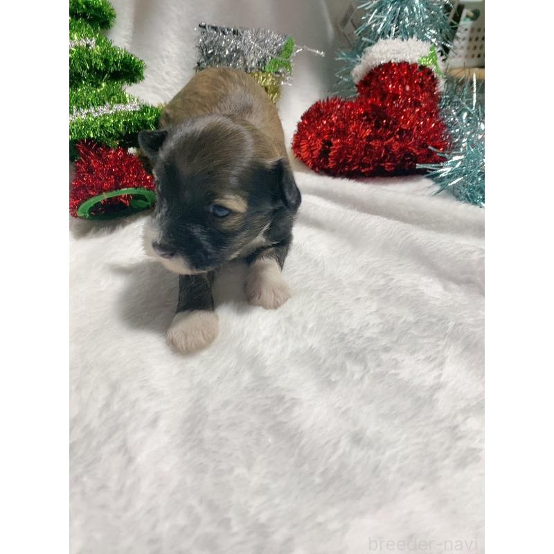 販売中の千葉県のチャイニーズクレステッドドッグ-428104の5枚目