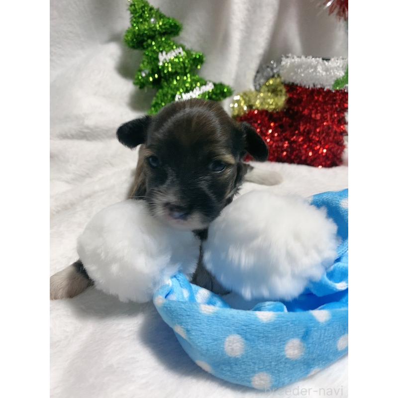 販売中の千葉県のチャイニーズクレステッドドッグ-428104の4枚目