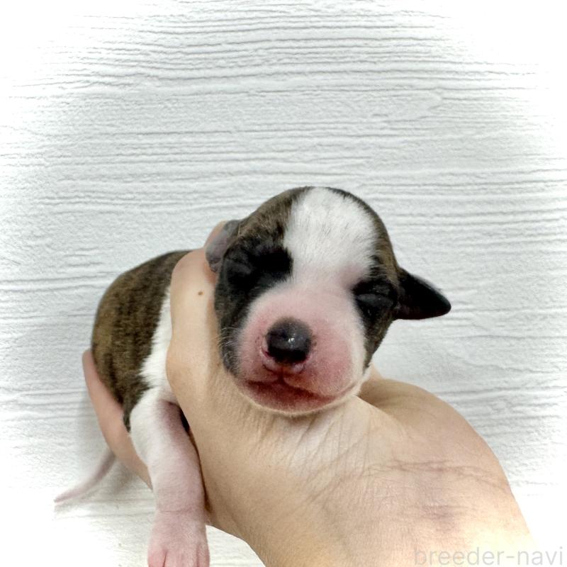 販売中の愛知県のウィペット-426397の1枚目