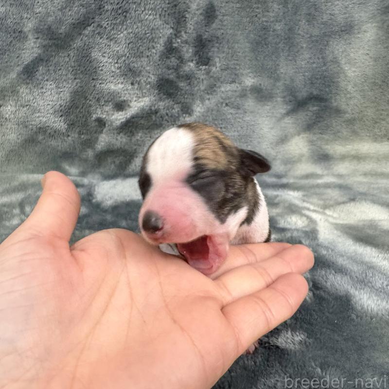 販売中の愛知県のウィペット-426397の5枚目