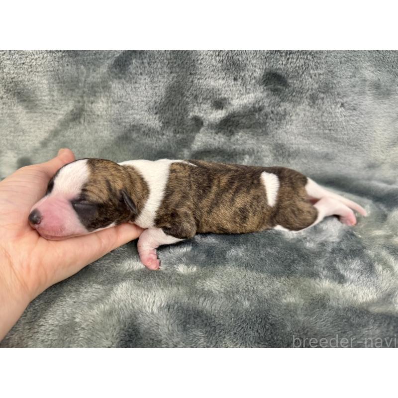 販売中の愛知県のウィペット-426397の4枚目