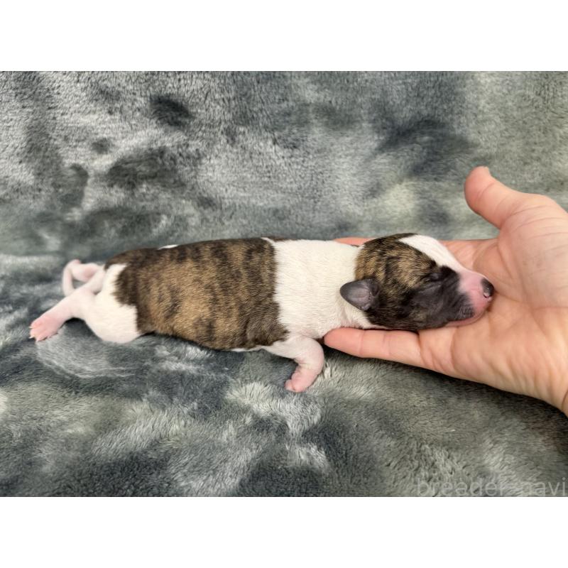 販売中の愛知県のウィペット-426397の3枚目