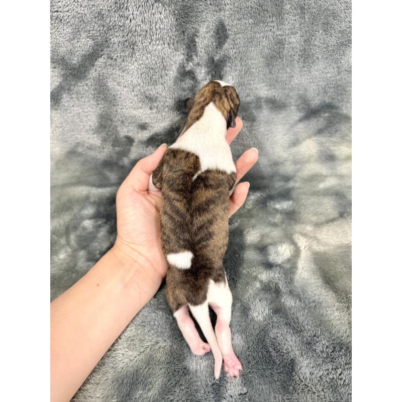 販売中の愛知県のウィペット-426397の2枚目