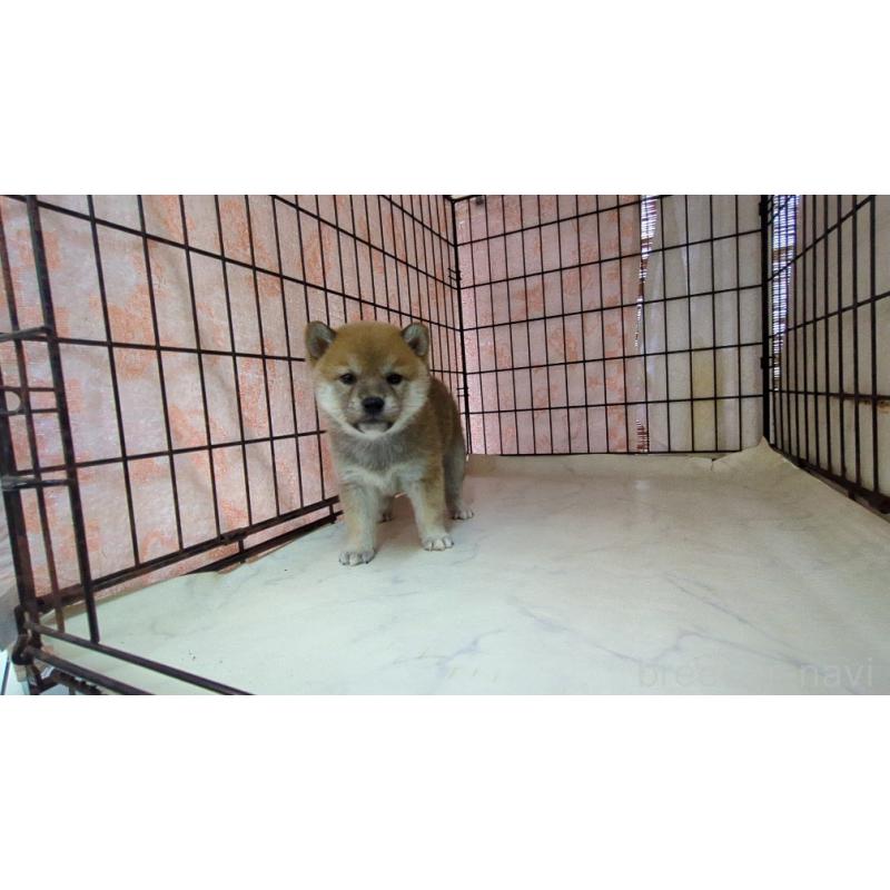 販売中の茨城県の柴犬-423527