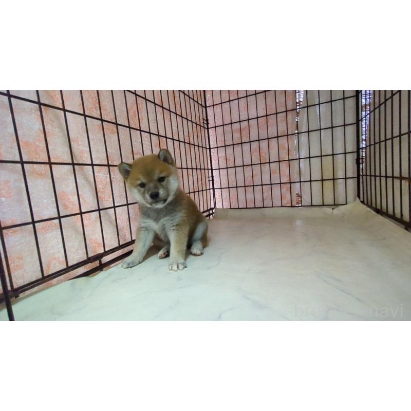 販売中の茨城県の柴犬-423527の5枚目