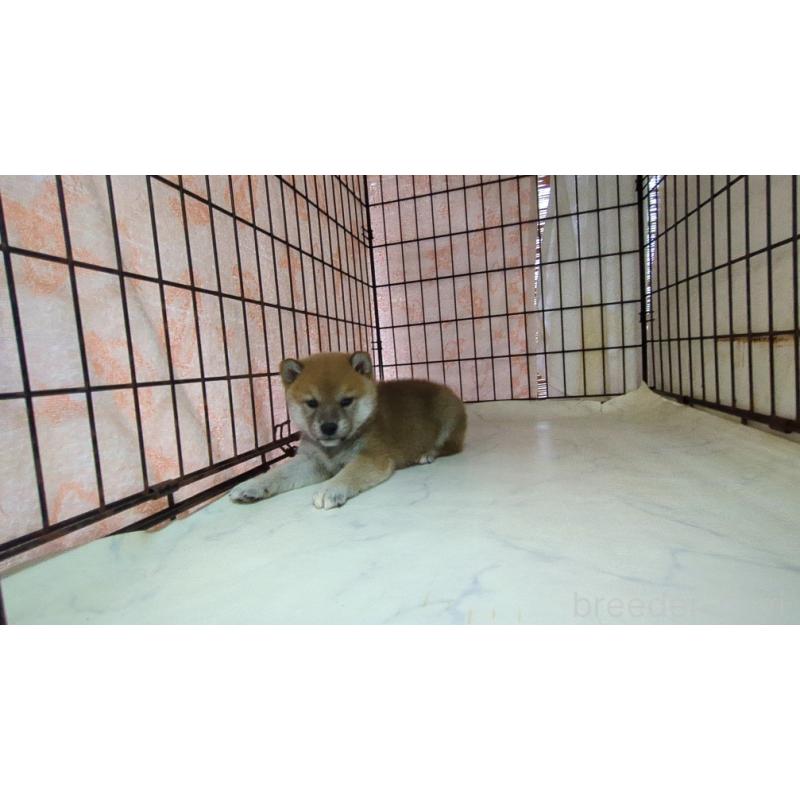 販売中の茨城県の柴犬-423527の4枚目