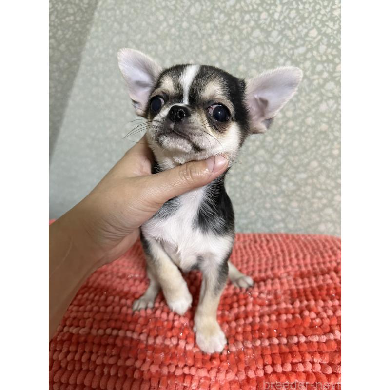 販売中の福島県のミックス犬-426169の1枚目