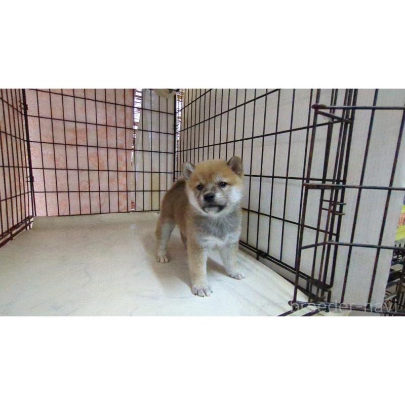 販売中の茨城県の柴犬-423527の3枚目