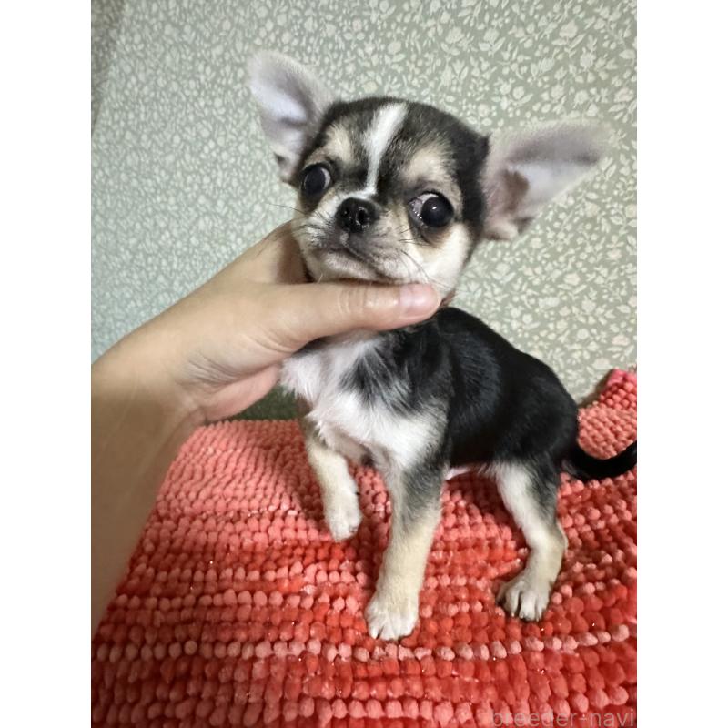 販売中の福島県のミックス犬-426169の5枚目