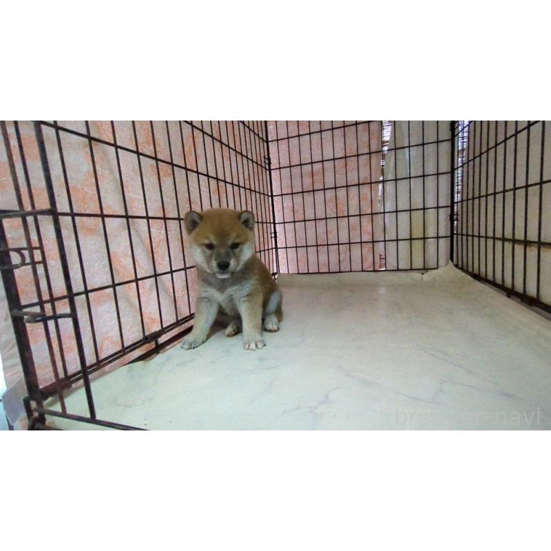 販売中の茨城県の柴犬-423527の2枚目