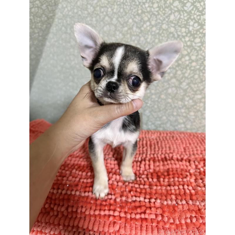 販売中の福島県のミックス犬-426169の4枚目