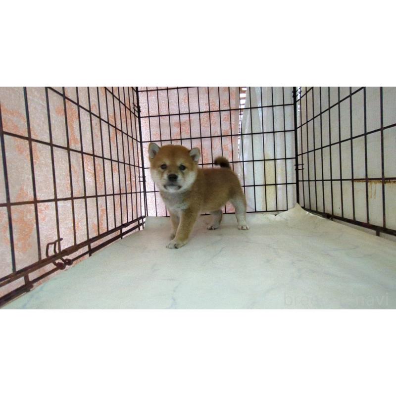 販売中の茨城県の柴犬-423529