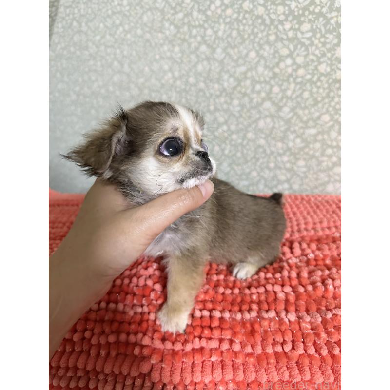 販売中の福島県のミックス犬-426171の5枚目