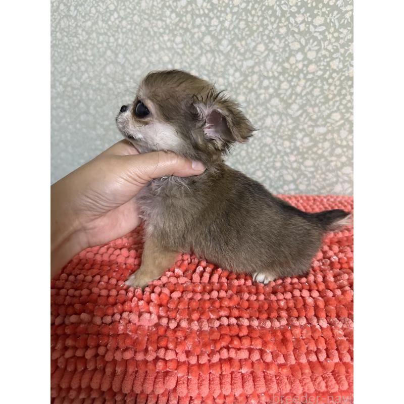 販売中の福島県のミックス犬-426171の4枚目