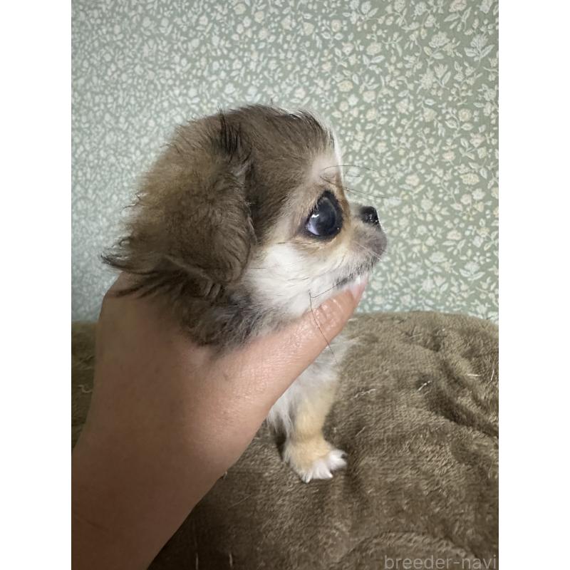 販売中の福島県のミックス犬-426171の3枚目