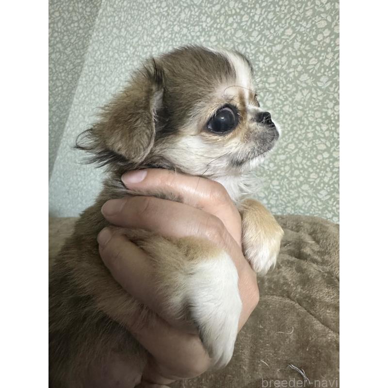 販売中の福島県のミックス犬-426171