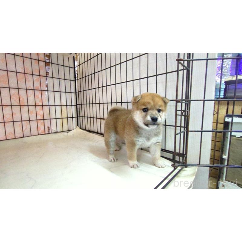 販売中の茨城県の柴犬-423530