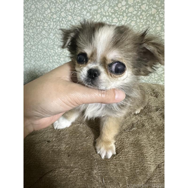 販売中の福島県のミックス犬-426171の2枚目