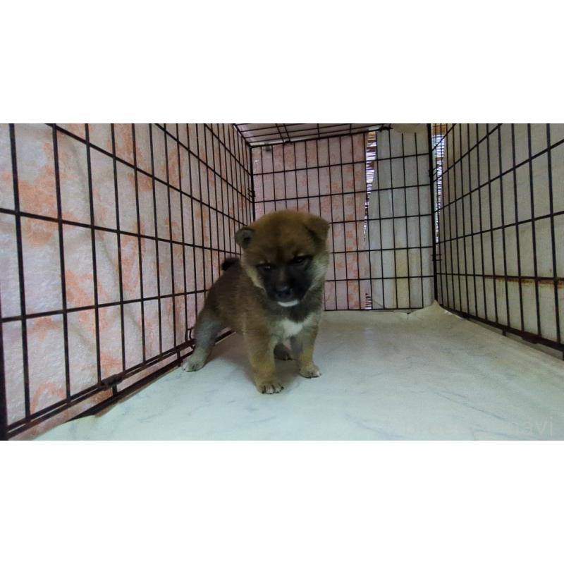 販売中の茨城県の柴犬-423531の5枚目