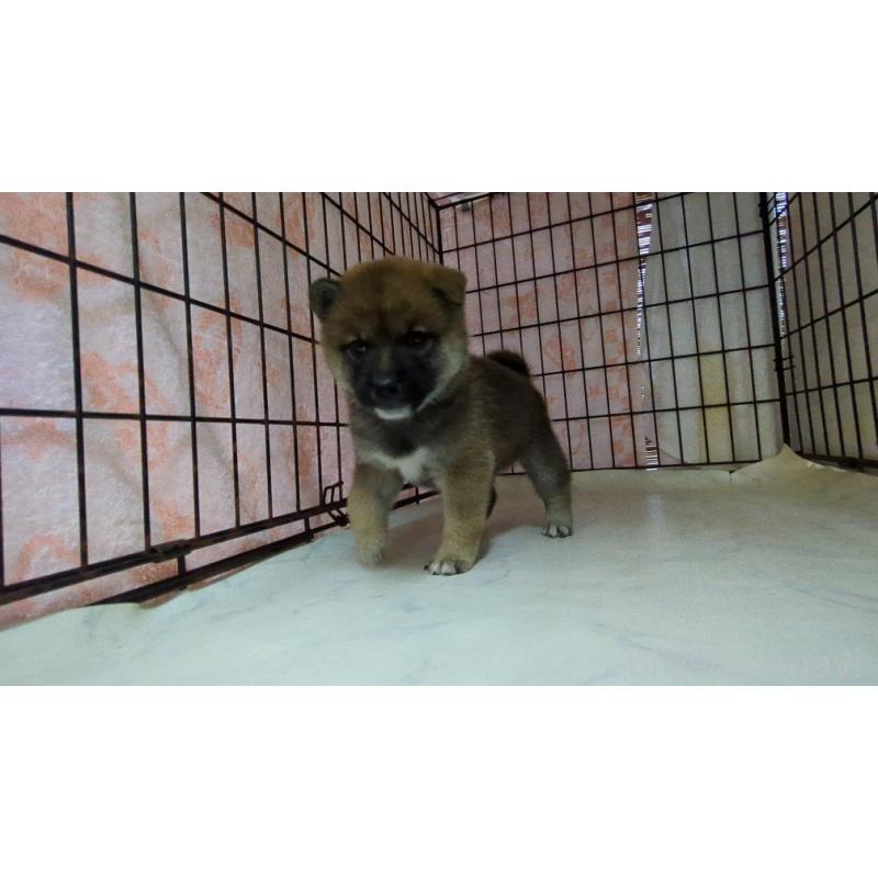 販売中の茨城県の柴犬-423531の4枚目