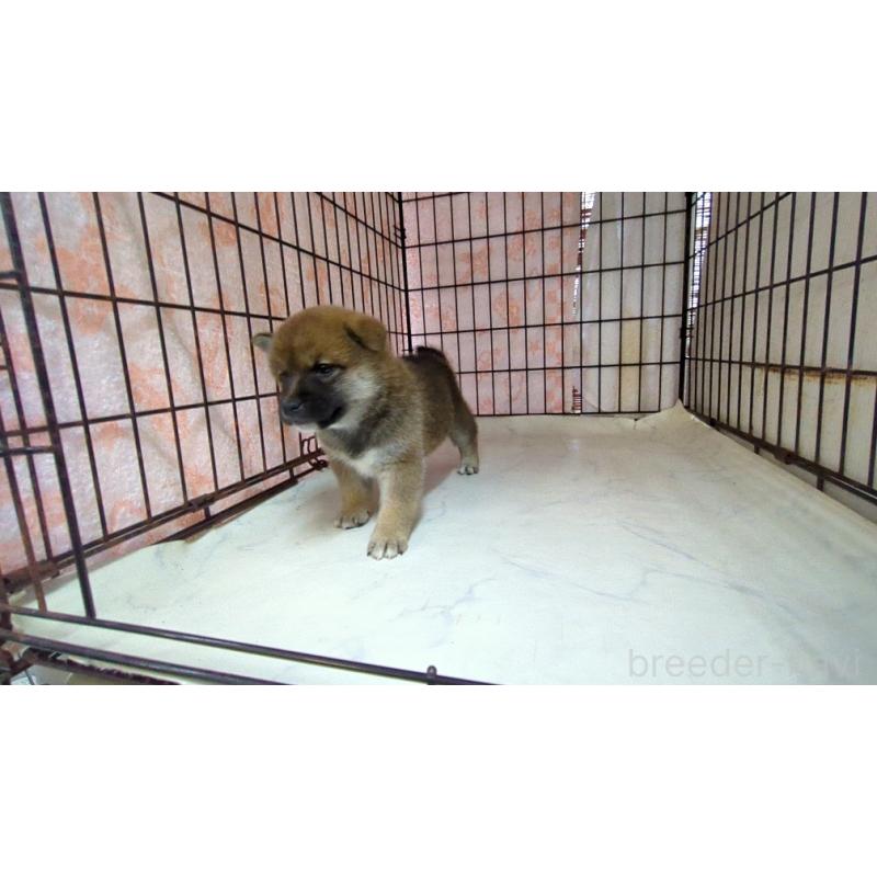 販売中の茨城県の柴犬-423531の3枚目