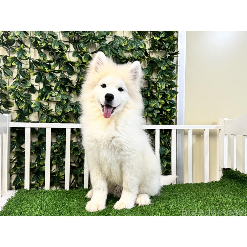 販売中の茨城県のサモエド-426176の5枚目