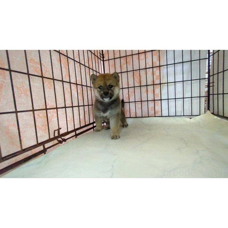 販売中の茨城県の柴犬-423534