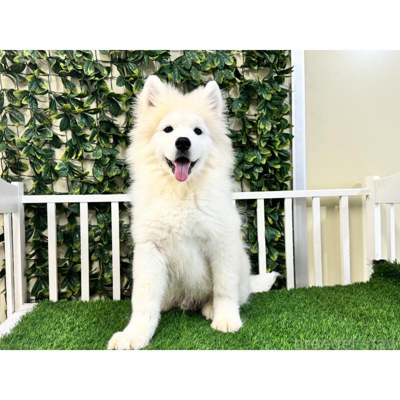 販売中の茨城県のサモエド-426176の4枚目