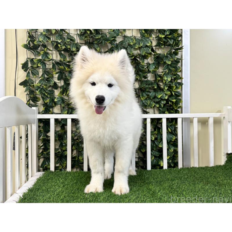 販売中の茨城県のサモエド-426176の3枚目