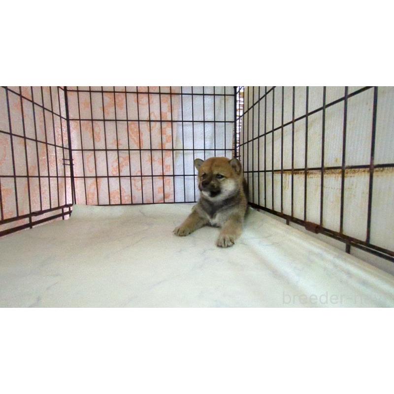 販売中の茨城県の柴犬-423534の4枚目