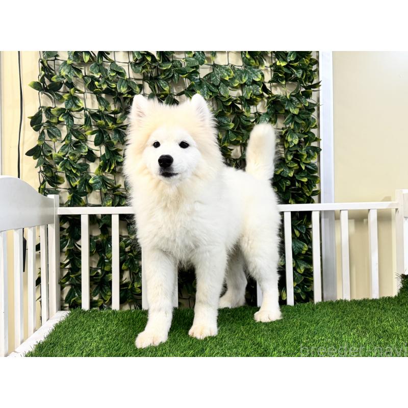 販売中の茨城県のサモエド-426176の2枚目