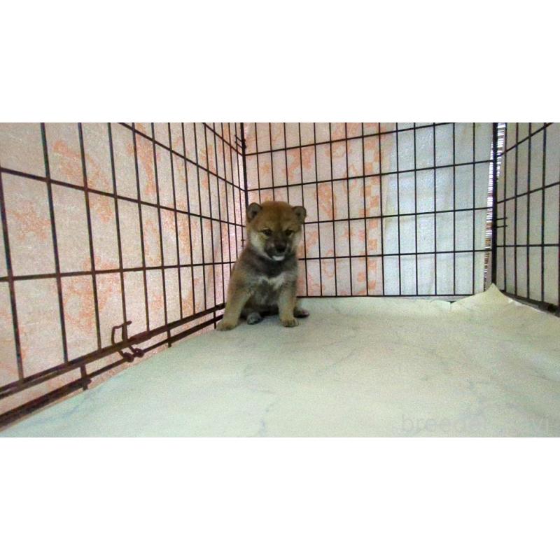 販売中の茨城県の柴犬-423534の3枚目