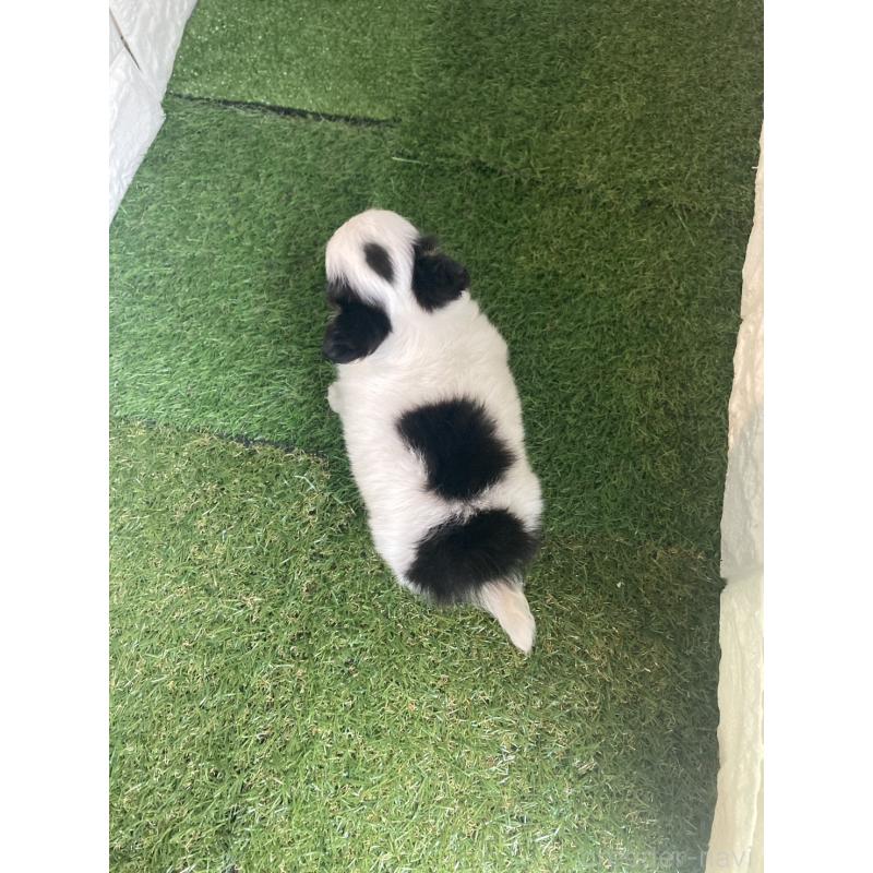 販売中の東京都のチワワ(ロングコート)-426174の10枚目