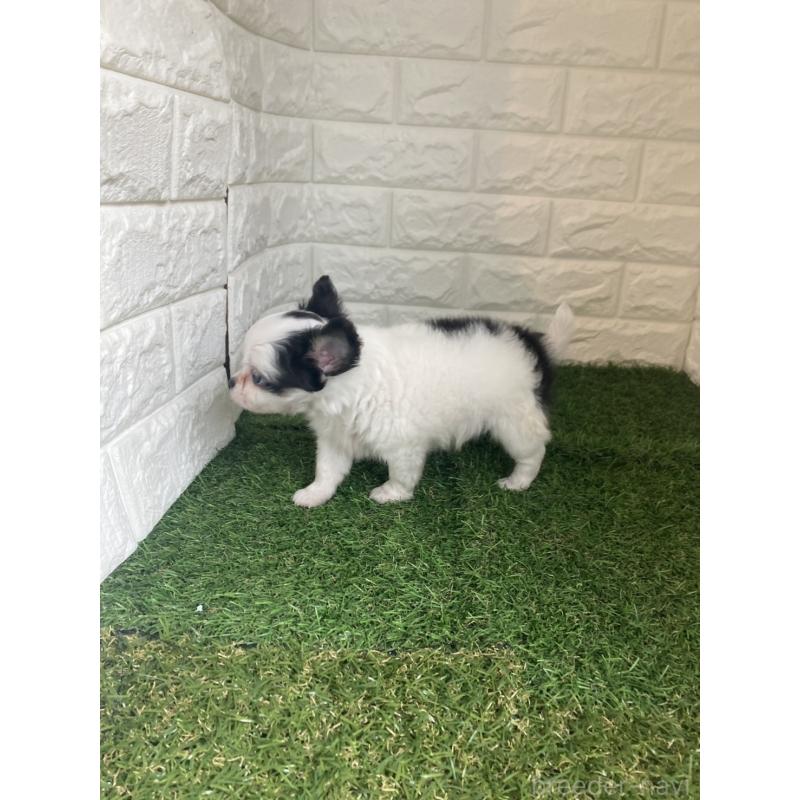 販売中の東京都のチワワ(ロングコート)-426174の9枚目