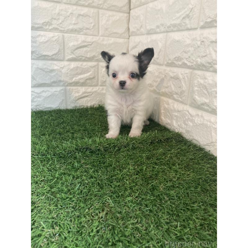 販売中の東京都のチワワ(ロングコート)-426174の8枚目