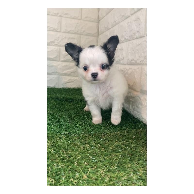 販売中の東京都のチワワ(ロングコート)-426174の7枚目