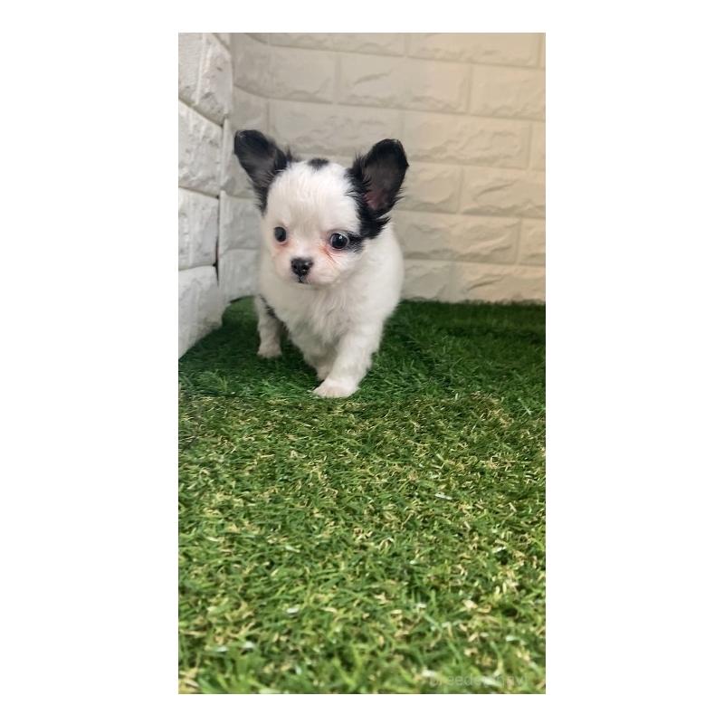 販売中の東京都のチワワ(ロングコート)-426174の6枚目