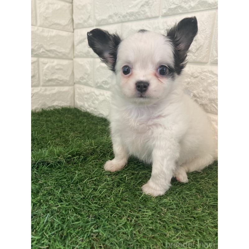 販売中の東京都のチワワ(ロングコート)-426174の5枚目