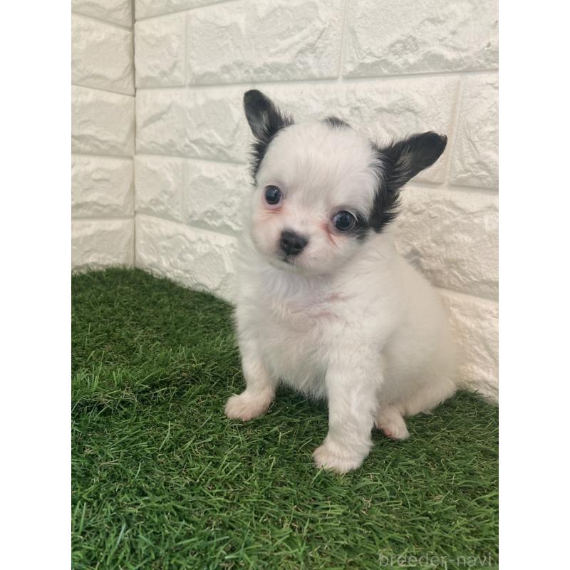 販売中の東京都のチワワ(ロングコート)-426174の4枚目