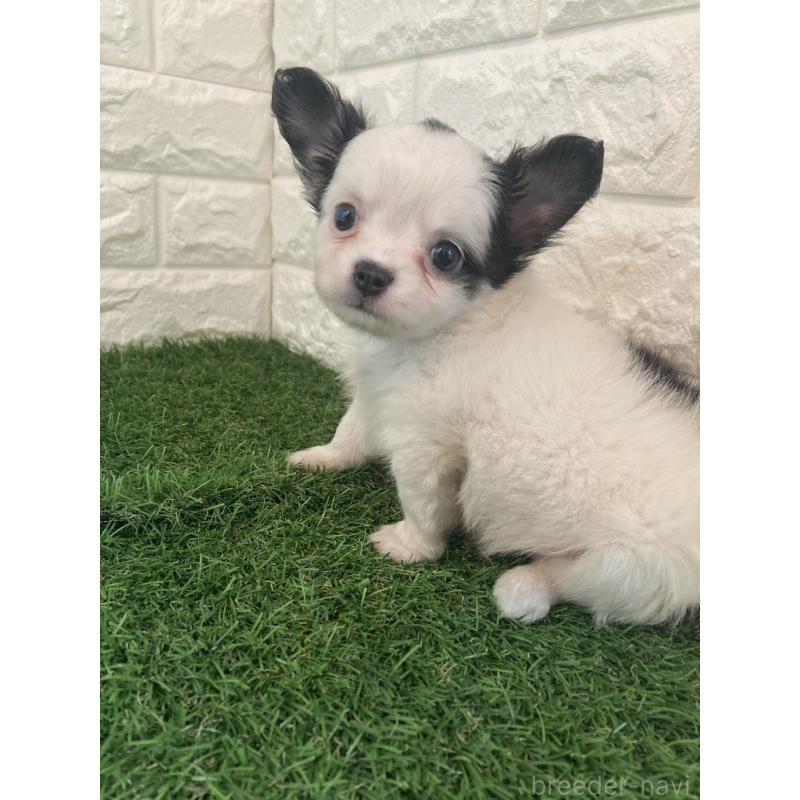 販売中の東京都のチワワ(ロングコート)-426174の3枚目