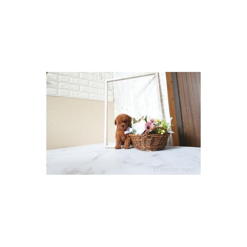 販売中の滋賀県のタイニープードル-426173の4枚目