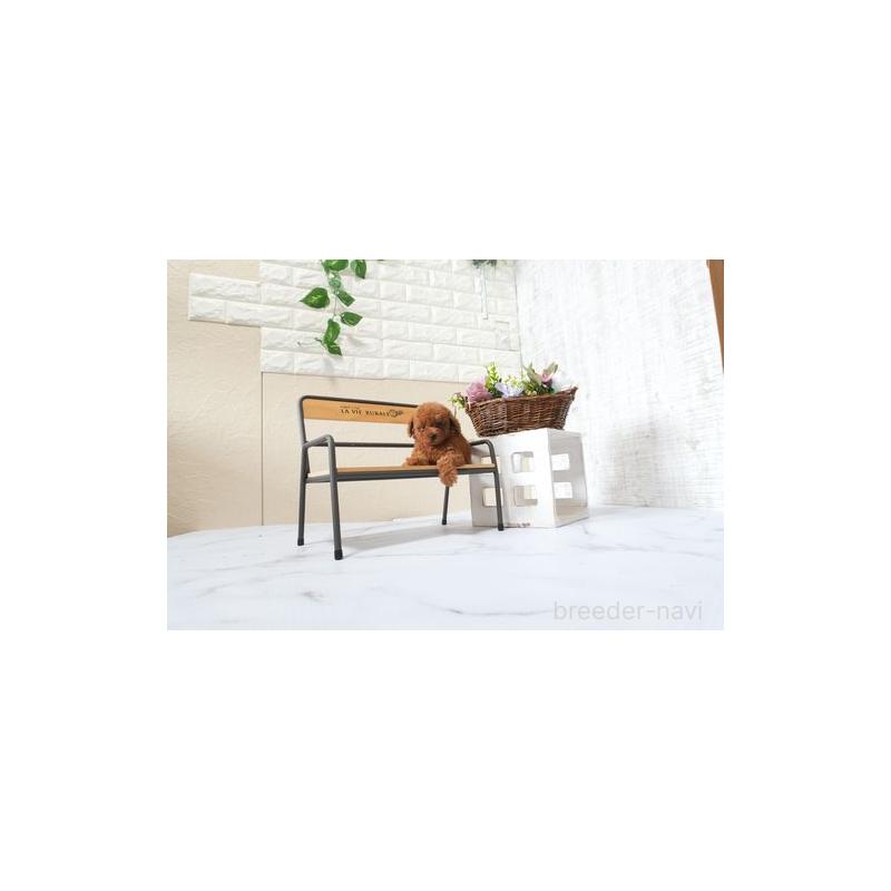 販売中の滋賀県のタイニープードル-426173の2枚目