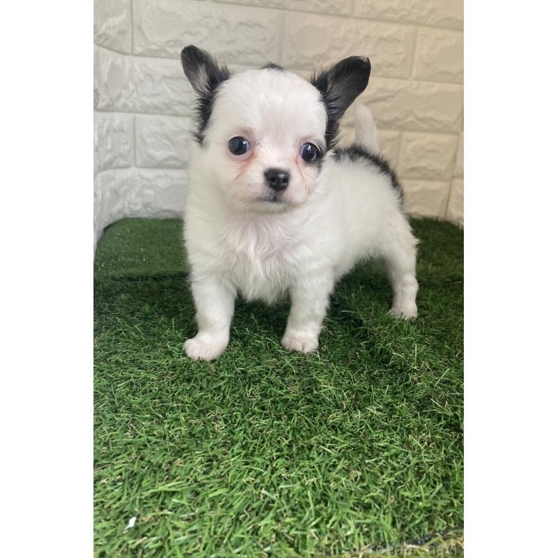 販売中の東京都のチワワ(ロングコート)-426174の2枚目