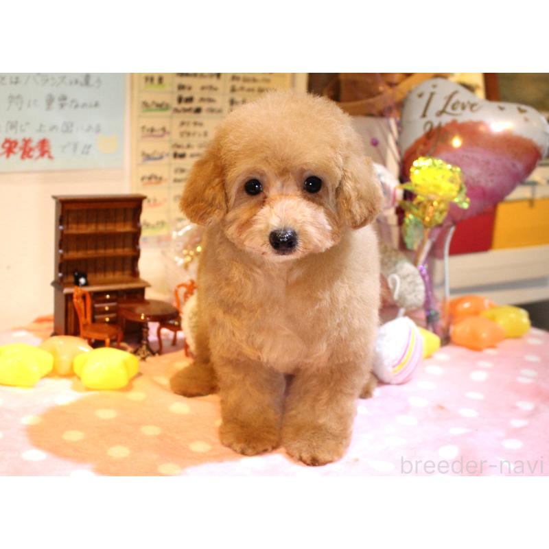 販売中の愛知県のトイプードル-426179の3枚目