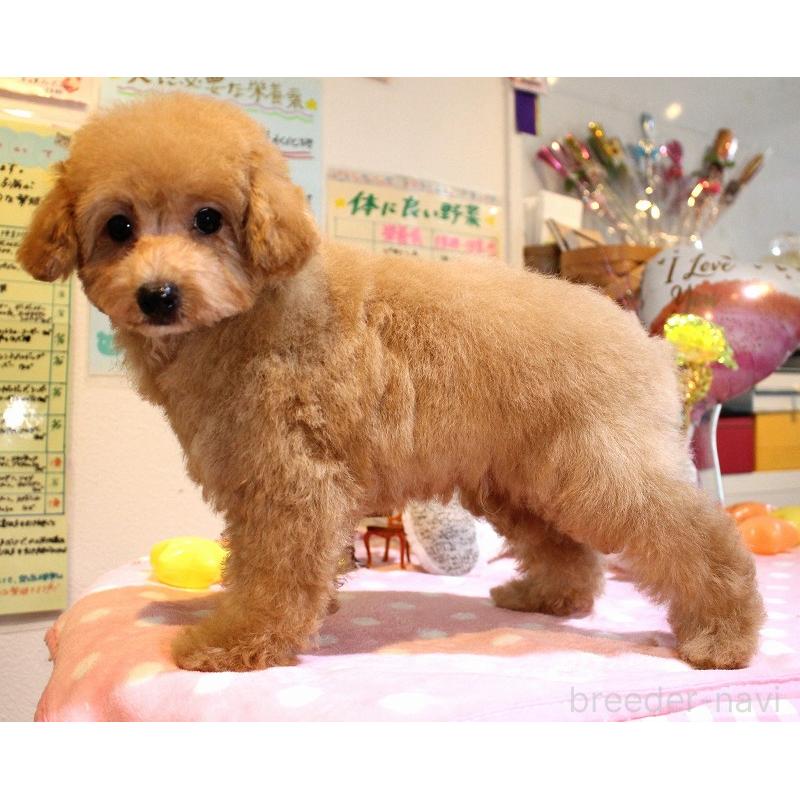 販売中の愛知県のトイプードル-426179の2枚目