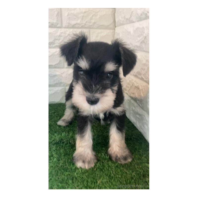 販売中の東京都のミニチュアシュナウザー-426177の6枚目