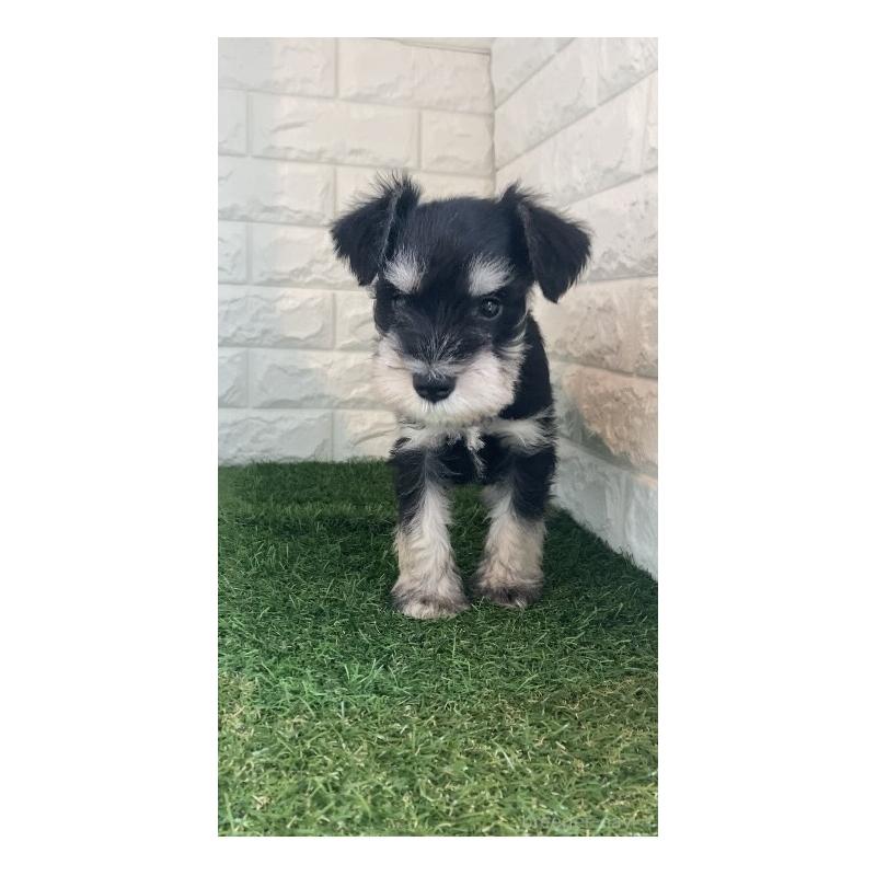 販売中の東京都のミニチュアシュナウザー-426177の7枚目