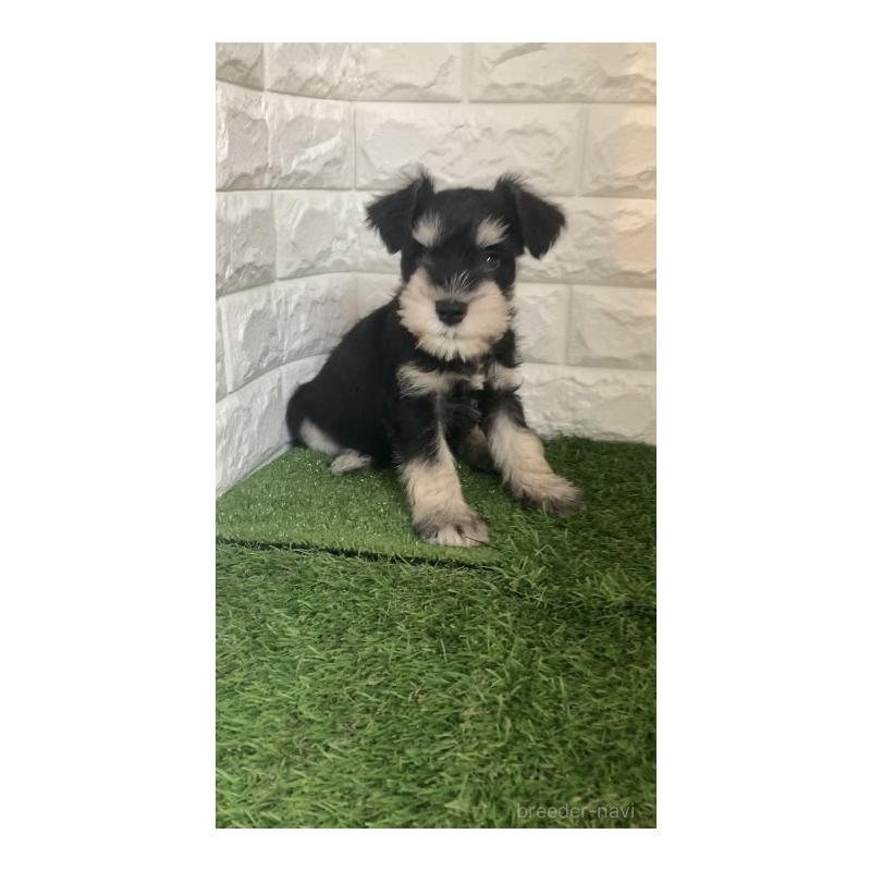 販売中の東京都のミニチュアシュナウザー-426177の5枚目