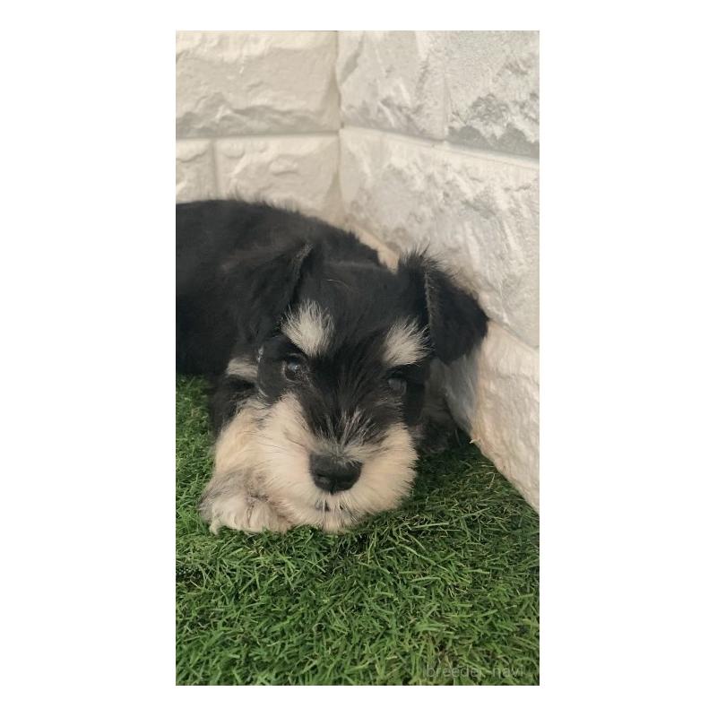 販売中の東京都のミニチュアシュナウザー-426177の4枚目